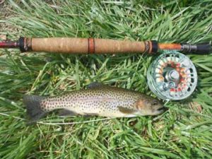 Fly Rod and Trout