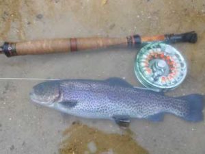 Custom Fly Rod with Trout 2